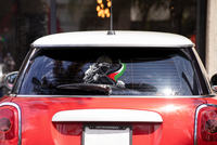 ENTEFADA STICKER